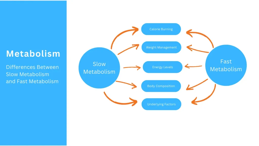 Differences Between Slow Metabolism and Fast Metabolism