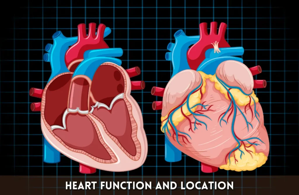Heart Function and Location